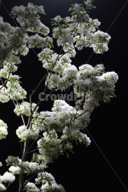 이팝나무꽃,밤,흰색,쌀모양,봄,야경,밤,풍경,nightscape,night,landscape,식물,자연,plants,nature,꽃,flower,plant,blossom