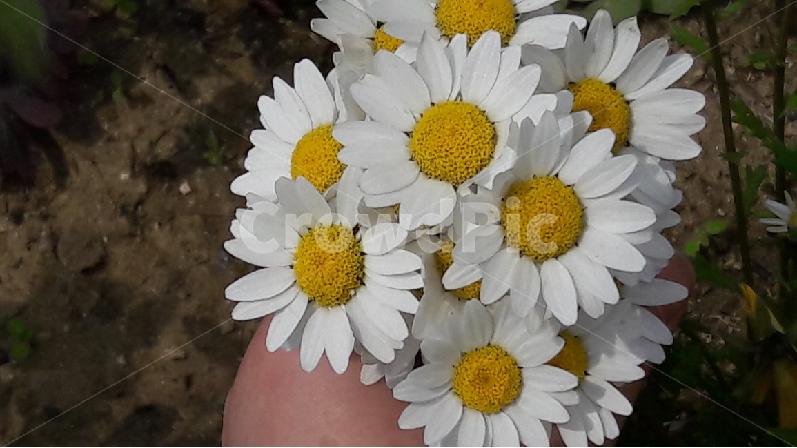 구리유채꽃축제,꽃,마가렛,자유,계란후라이,식물,자연,plants,nature,꽃,flower,사람,인물,인간,human,person,신체일부,몸,body