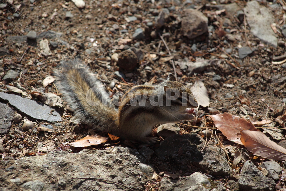 야생동물,다람쥐,줄무늬다람쥐,동물,squirrel,chipmunk,한국다람쥐,Siberianchipmunk