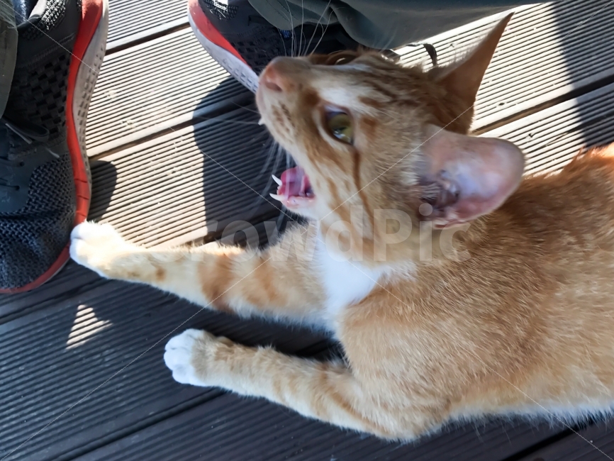 놀람,무슨냄새냐,냄새나,헉,놀래라,놀라다,길고양이,길냥,치즈냥,동물,animal,포유류,mammal,고양이,cat,kitten,kitty,감정표현,기분,feeling,emotion