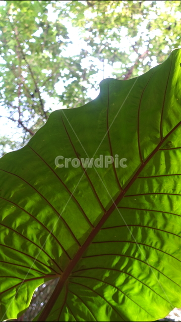 leaf,잎,plant,식물,햇빛,초록,green,잎맥,tree