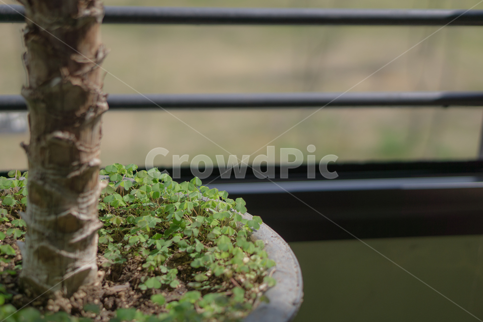 vase,병장식,pottedplant,화분,jar,항아리,plant,식물
