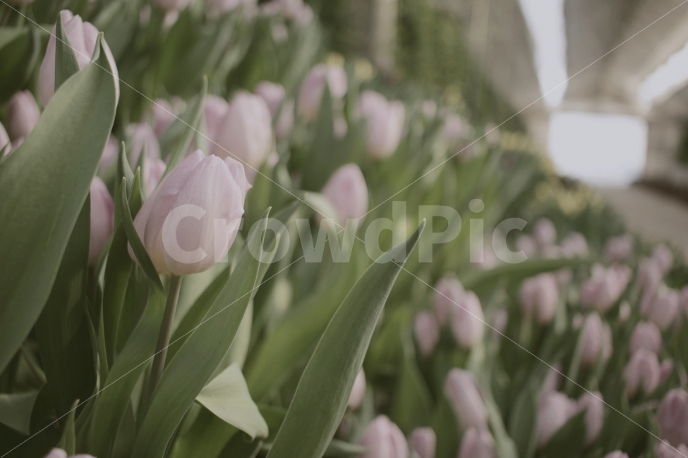 튤립,분홍,꽃,분홍꽃,꽃집,분홍분홍,식물,식물원,flower,식물,자연,plants,nature,꽃,flower,감성,sensible,feeling