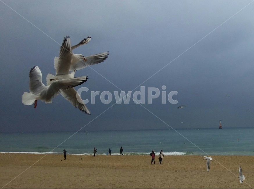 갈매기,새,해운대,부산,바닷가,해변,seagull,조류,bird,busan,haeundae,동물,야외,해수욕장,날개,수평선,물,푸른색,blue,wings,sea,beach,동물,animal,조류,새,birds