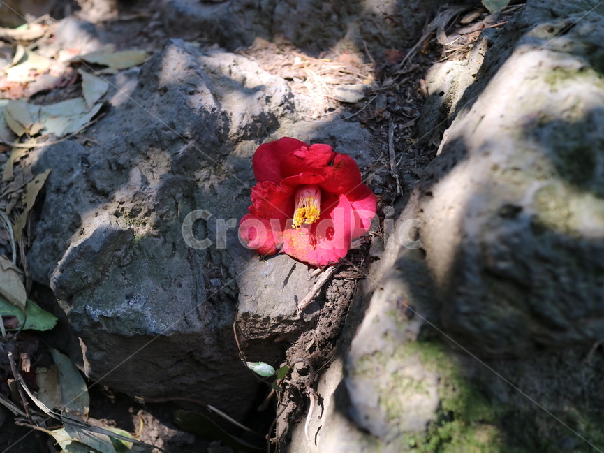 붉은동백꽃,동백꽃,빨간꽃,돌위에꽃,꽃송이,자연,클로즈업,꽃,flower