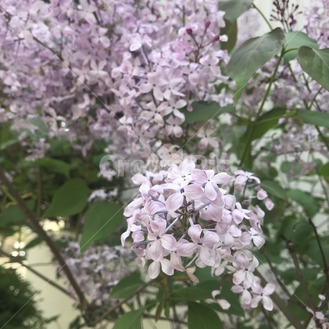 꽃,flower,길꽃,아름다움,봄,spring,봄꽃,자연,싱그러움