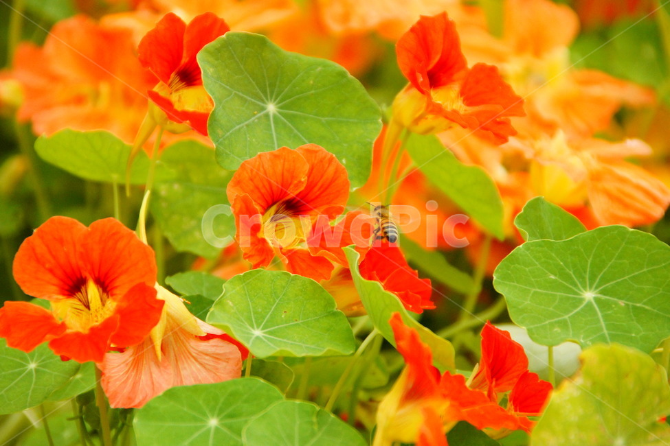 pot,plant,Nasturtium flower,garden,edible plants,Nasturtium herb,flower