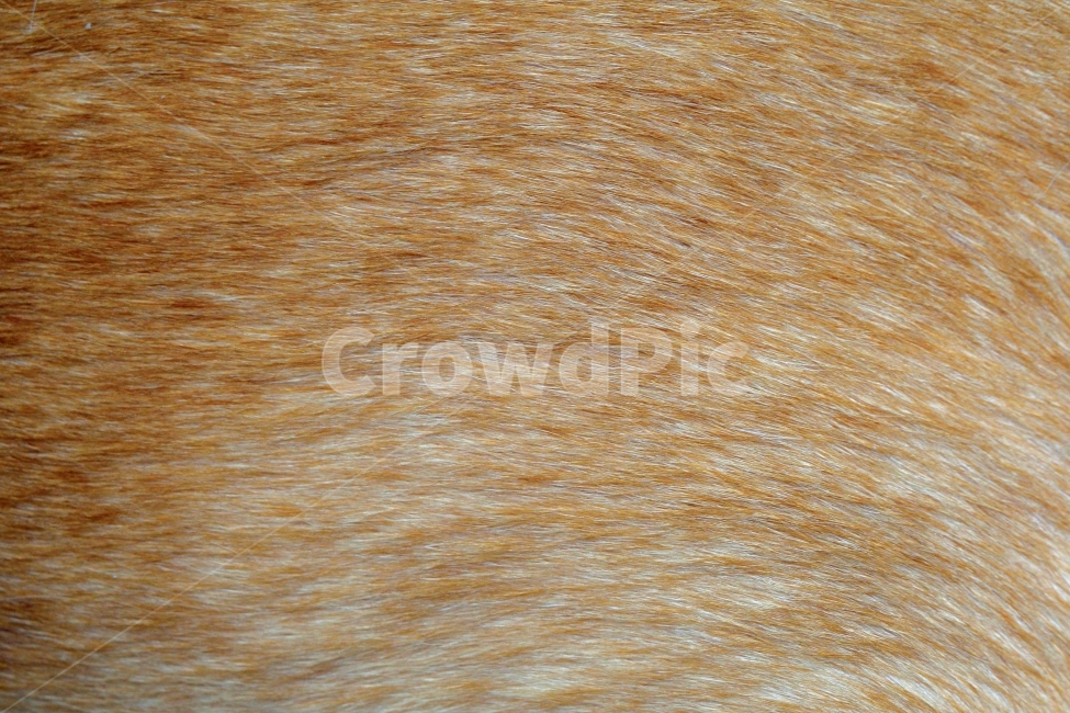 hair,surface,texture,background,line,pattern,animal,brown