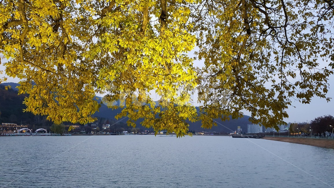 tree,나무,왕버들,수성못,단풍,조명,식물