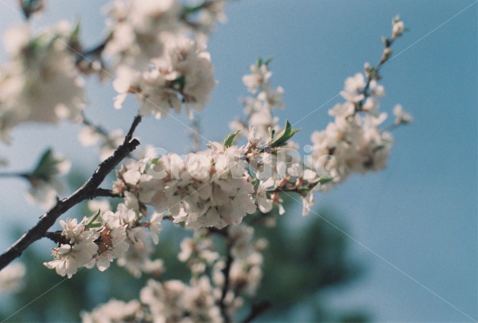 벚꽃,blossom,flower,꽃,봄,spring,film,봄,계절,spring,season,식물,자연,plants,nature,꽃,flower,plant