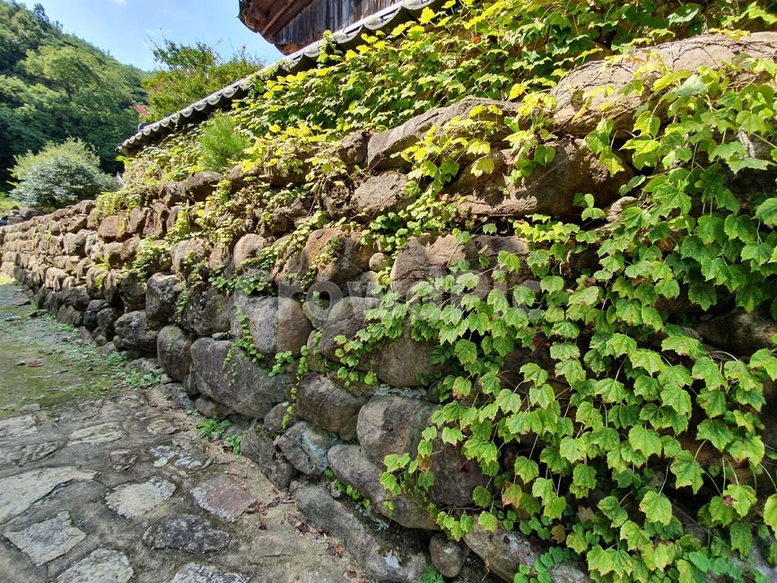 벽,담장,담벼락,풍경,자연,식물,자연,plants,nature