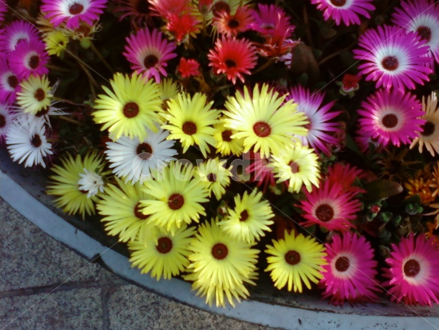 꽃,알록달록,식물,이쁜꽃,패랭이꽃,식물,자연,plants,nature,꽃,flower