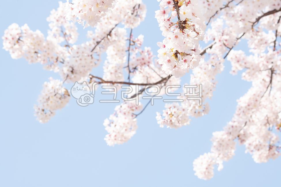 Spring,cherry blossoms,cherry tree,flower viewing,spring news,cherry blossom tree,sky,clear,weather,march,april,blossom,nature,bloom,season,tree,plant,flower,natural,pink,background,landscape,full bloom,sky blue,pink,petal,outdoo