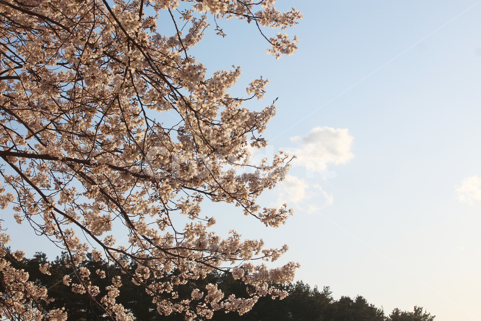 자연,풍경,봄,꽃,벚꽃,야외,봄,계절,spring,season,자연,풍경,nature,landscape,plant,식물,flower,blossom