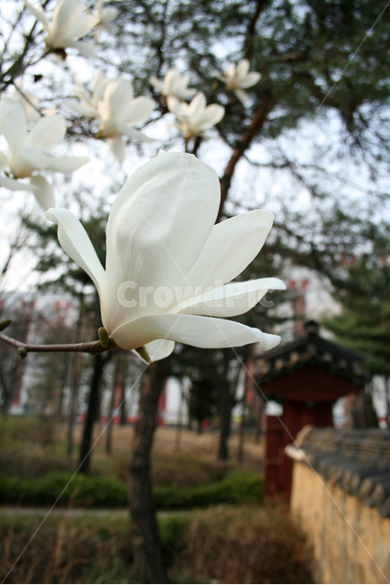 목련,산책,봄,봄날,감성,spring,flower,풍경,식물,꽃,하얀,흰색,white,봄,계절,spring,season,식물,자연,plants,nature,꽃,flower,plant