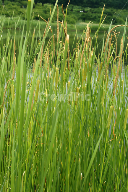 수생식물,plants,nature,공원,호수,식물,수크렁,식물,자연,plants,nature