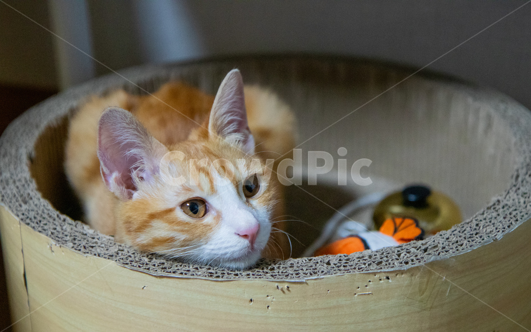 고양이,치즈고양이,치즈태비,코리안숏헤어,코숏,동물,animal,포유류,mammal,고양이,cat,kitten,kitty