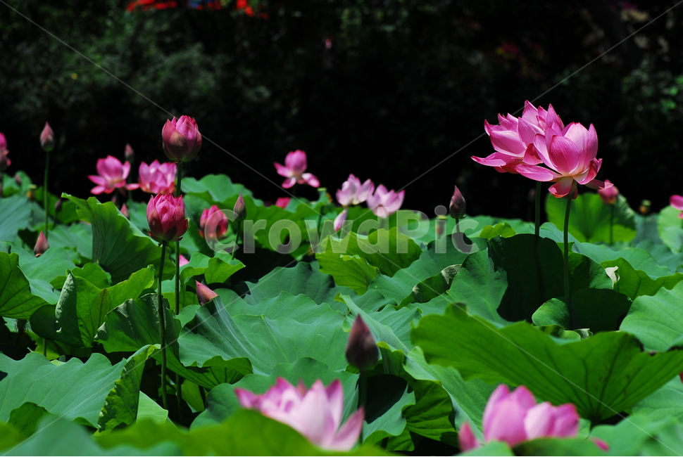 꽃,연꽃,궁남지,불교,여름,식물,자연,plants,nature,꽃,flower