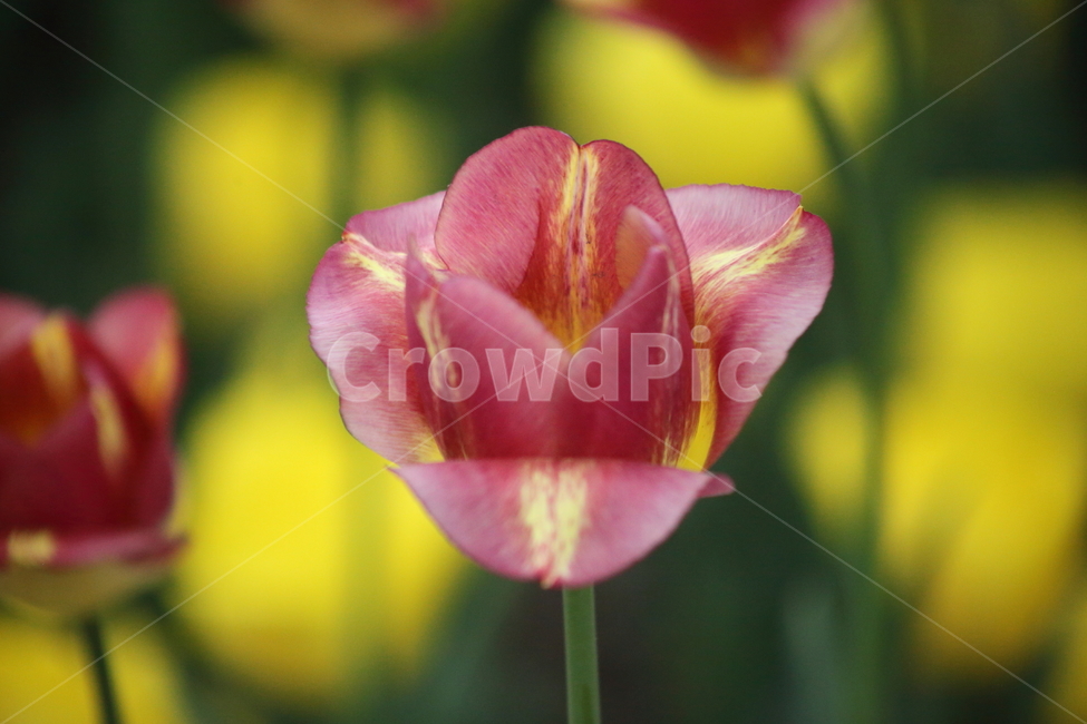 튤립,꽃,봄,구근초,tulip