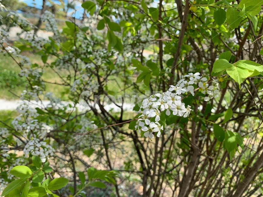 조팝,하얀꽃,꽃나무,봄꽃,꽃누르미,압화