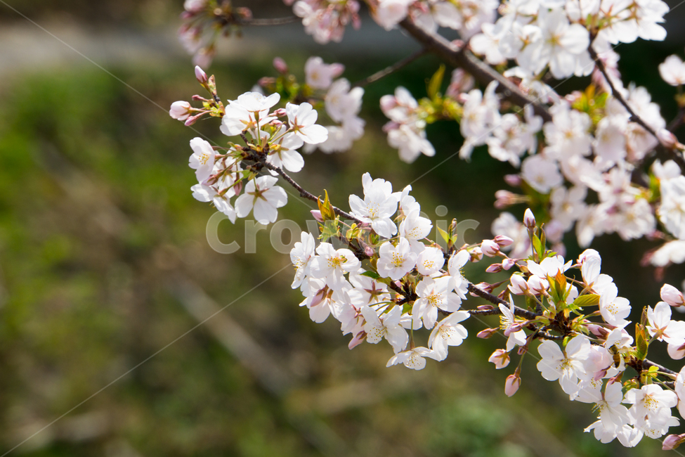 봄,벚꽃,식물,자연,나무,울산,무거천,근접촬영,봄,계절,spring,season,식물,자연,plants,nature,꽃,flower,plant