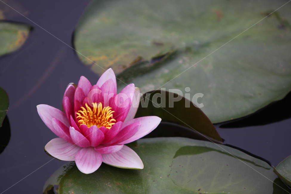 연꽃,수련,꽃,여름꽃,수생식물,식물,자연,plants,nature,꽃,flower