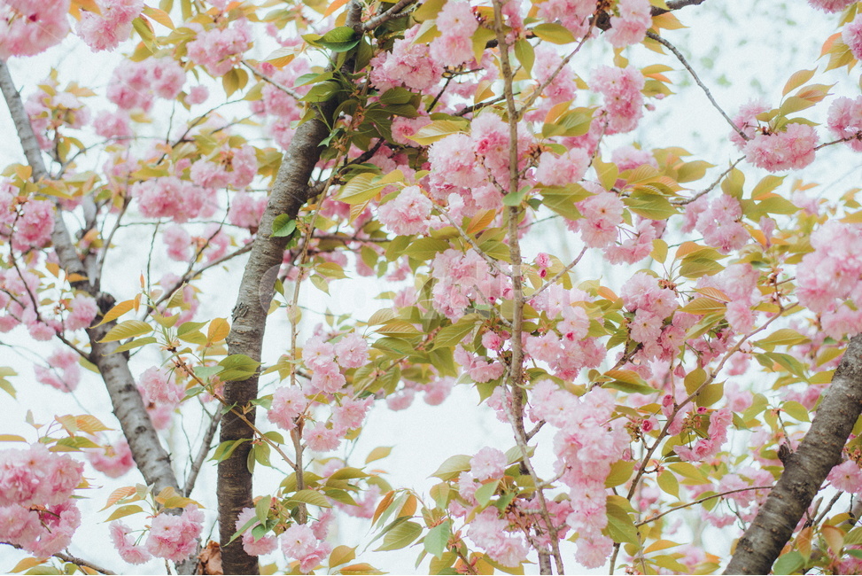꽃,봄,설레임,따뜻함,감성사진,색감,필름사진,sesible,feeling,spring,계절,season,식물,자연,plants,nature,flower,경치,landscape,pink,벗꽃,봄,계절,spring,season,식물,자연,plants,nature,꽃,flower,plant,blossom,cherry blossom,벚꽃