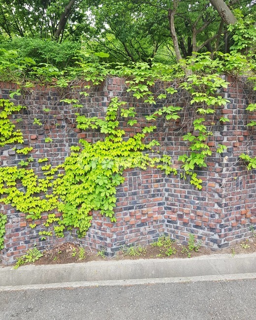 벽,plant,식물,wall,brick,벽돌,식물,자연,plants,nature