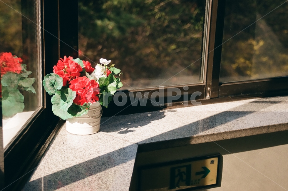 꽃,flower,감성사진,자연,nature,풍경,landscape