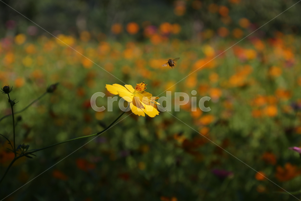 flower,꽃,노란코스모스,가을,벌,식물,자연,plants,nature,꽃,flower,동물,animal,곤충,벌레,insect,bug