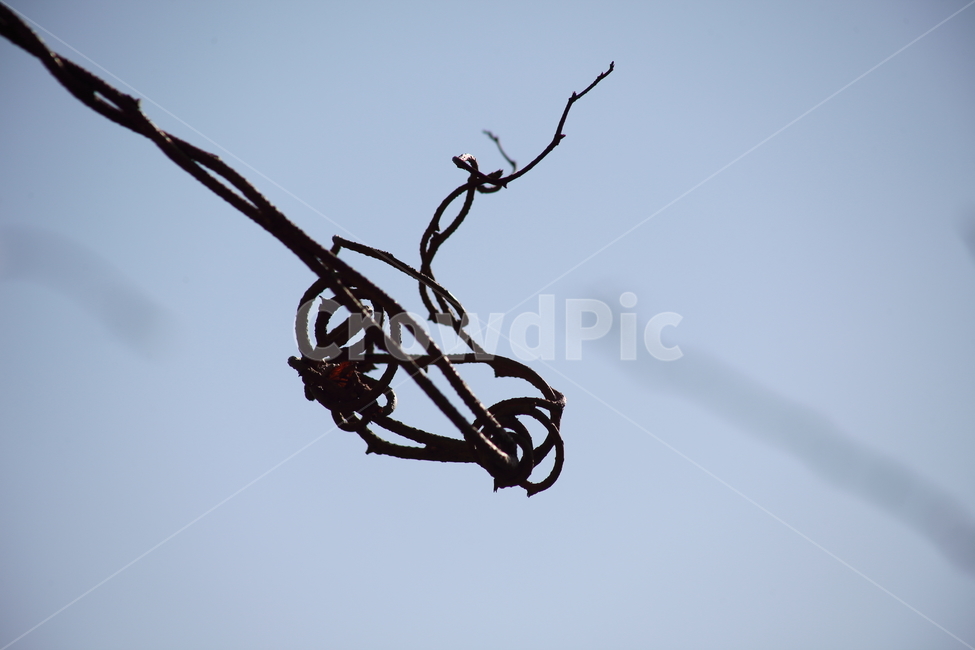 덩굴식물,가을,climbingplant,미역줄나무,tripterigium,식물,자연,plants,nature