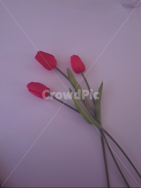 꽃,분위기,데이트,튤립,생물,파스텔
