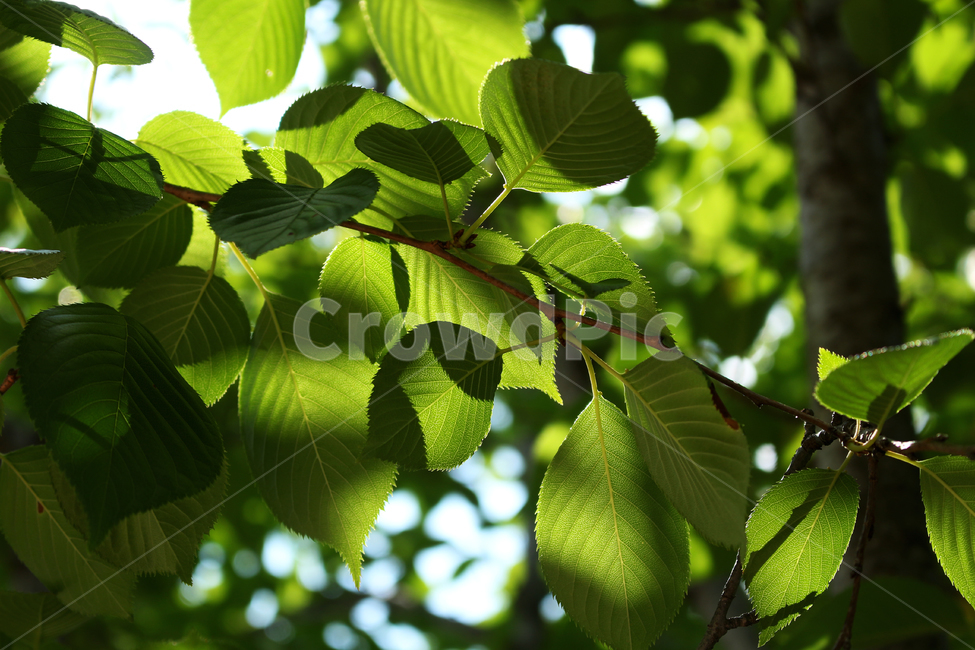 나뭇잎,잎,잎사귀,햇빛,leaf