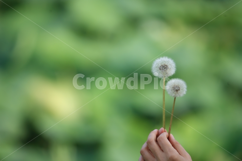 아내,민들레,식물,꽃,들풀,손,식물,자연,plants,nature,꽃,flower