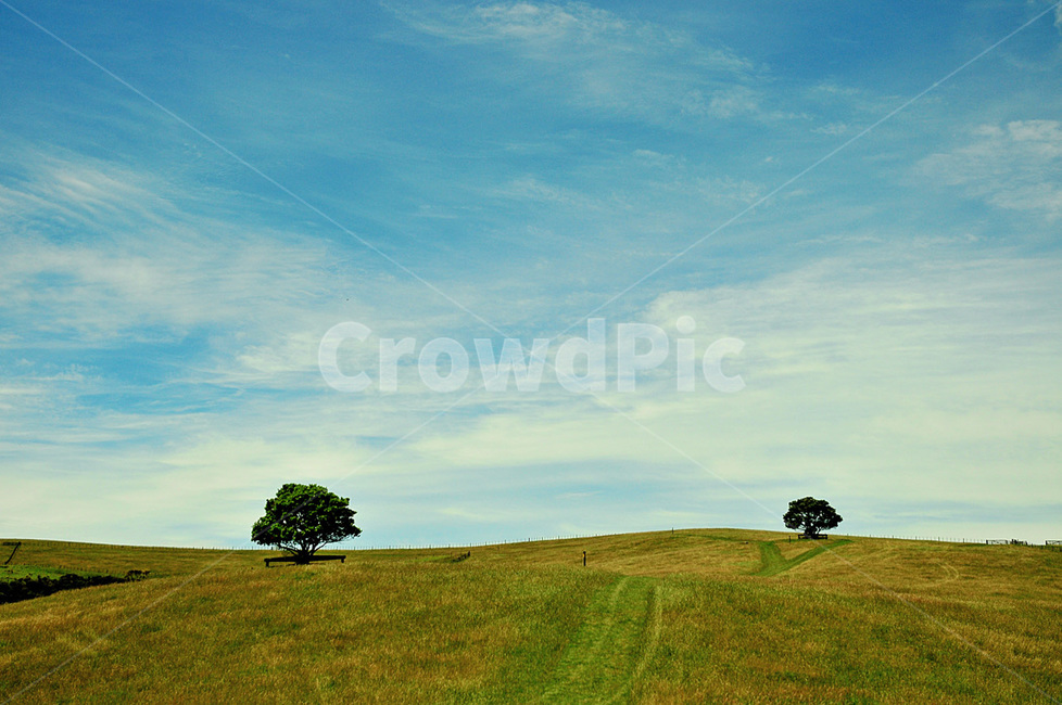 풀밭,목장,초목,대초원,들판,평원,파란하늘,목초지,field,들,자연,nature