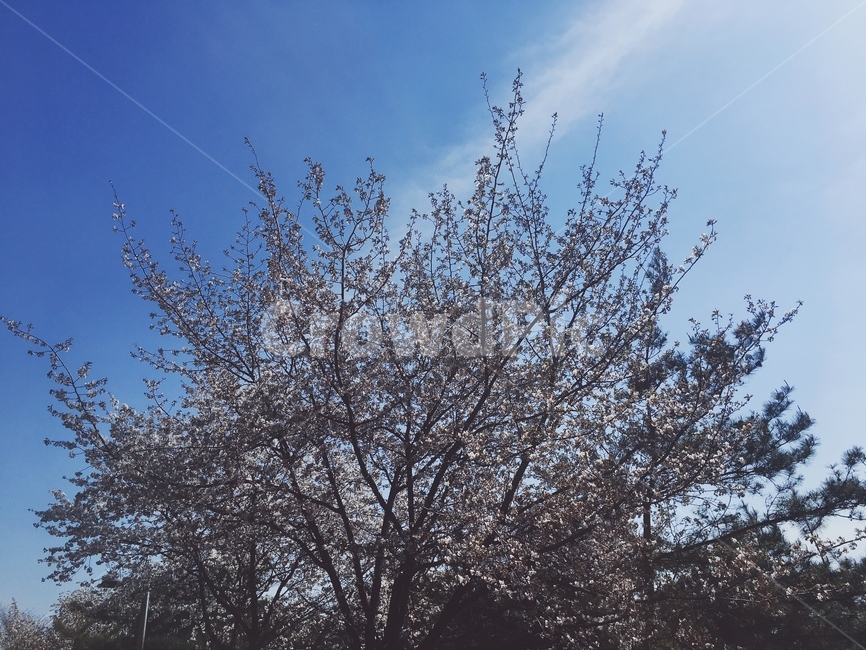 벚꽃나무,하늘,벚꽃,꽃,꽃송이,봄,cherryblossoms,sky,spring,맑은날씨