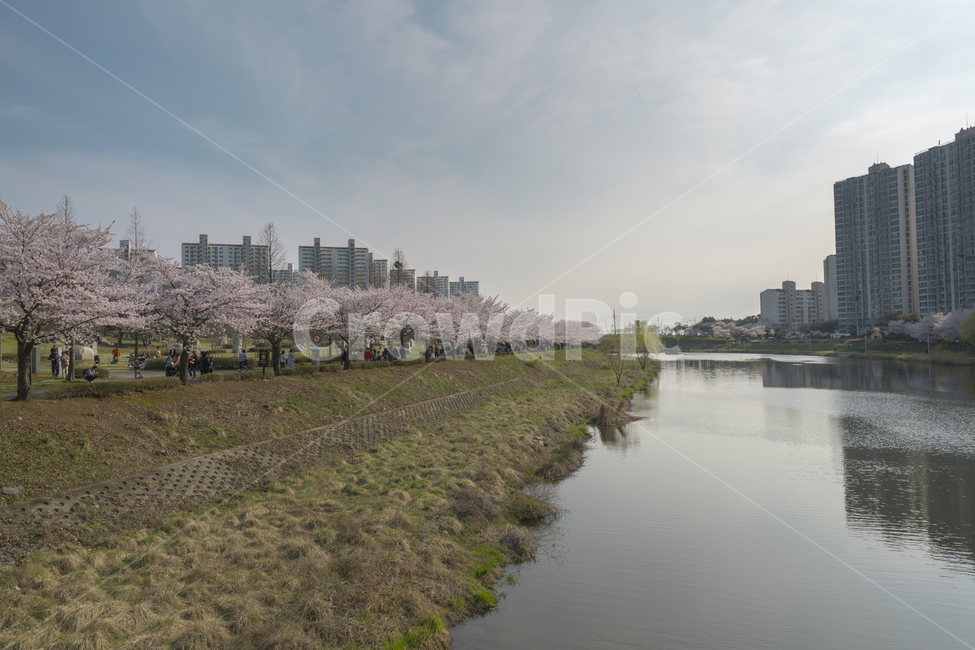 ditch,도랑,벚꽃,하천,cherryblossom,봄,계절,spring,season