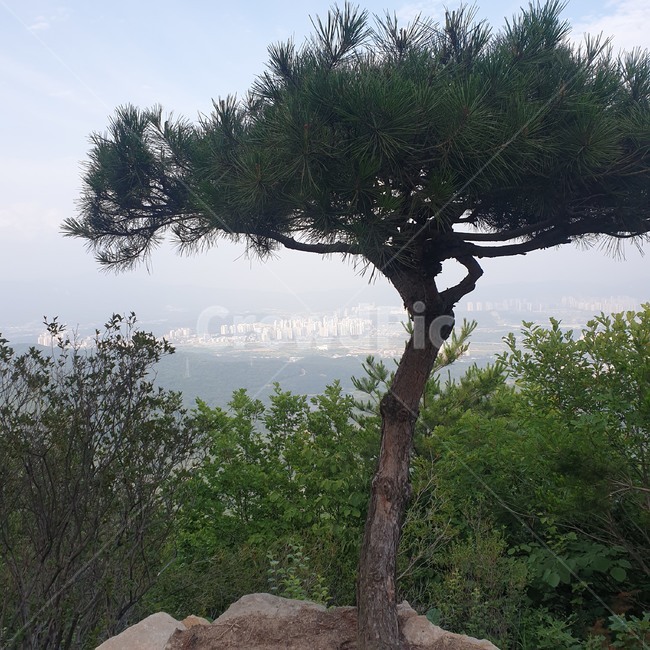 하늘,나무,풀,구름,저녁,등산,산길,산행