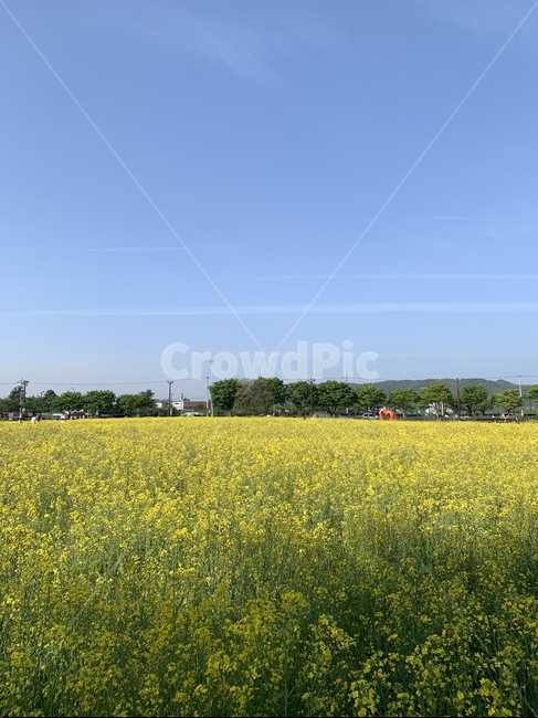 경주,유채꽃,꽃놀이,꽃,노랑,봄,감성,flower,식물,자연,plants,nature,꽃,flower