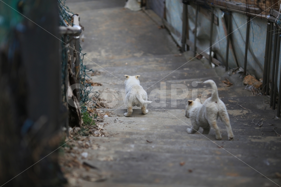 개,반려견,강아지,동물,DOG,시골,개구쟁이,어린시절,골목길,골목길,alley,동물,animal,포유류,mammal,개,강아지,dog,doggy,친구,우정,friendship,companion,bear,곰,wildlife,야생 동물