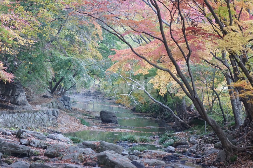가을,단풍,나무,자연,식물,계곡물,그림자,감성,자연풍경,풍경,trees,nature,autumn,season,emotion,가을,계절,fall,autumn,season,water,물,outdoors,옥외