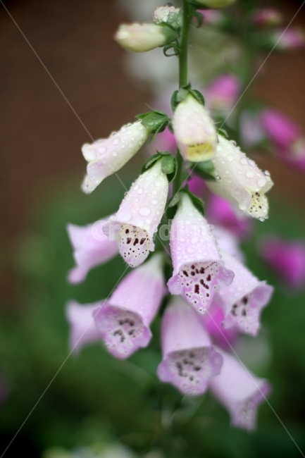 꽃,식물,식물원,봄,풍경,자연,식물,자연,plants,nature,꽃,flower