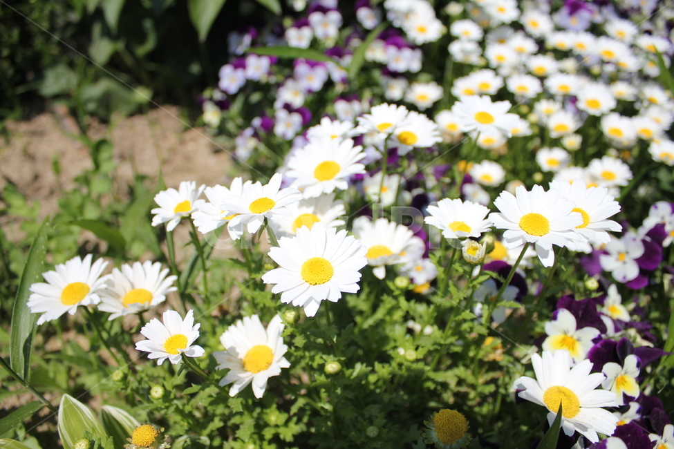 국화,팬지,팬지꽃,하얀꽃,flower,chrysanthemum,pansiflowers,보라색꽃,식물,자연,plants,nature,꽃,flower