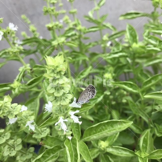 바실리쿰오시움,바실,바질,베이절,스위트바질,스윗바질,Basil,Sweetbasil,나비,꿀풀과,여러해살이풀,흰꽃,약재,향신료,꽃,식물,Flower,식물,자연,plants,nature,꽃,flower,동물,animal,곤충,벌레,insect,bug