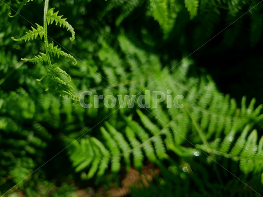 풀,식물,초록,자연,줄기,grass,plant,green,natural,stem