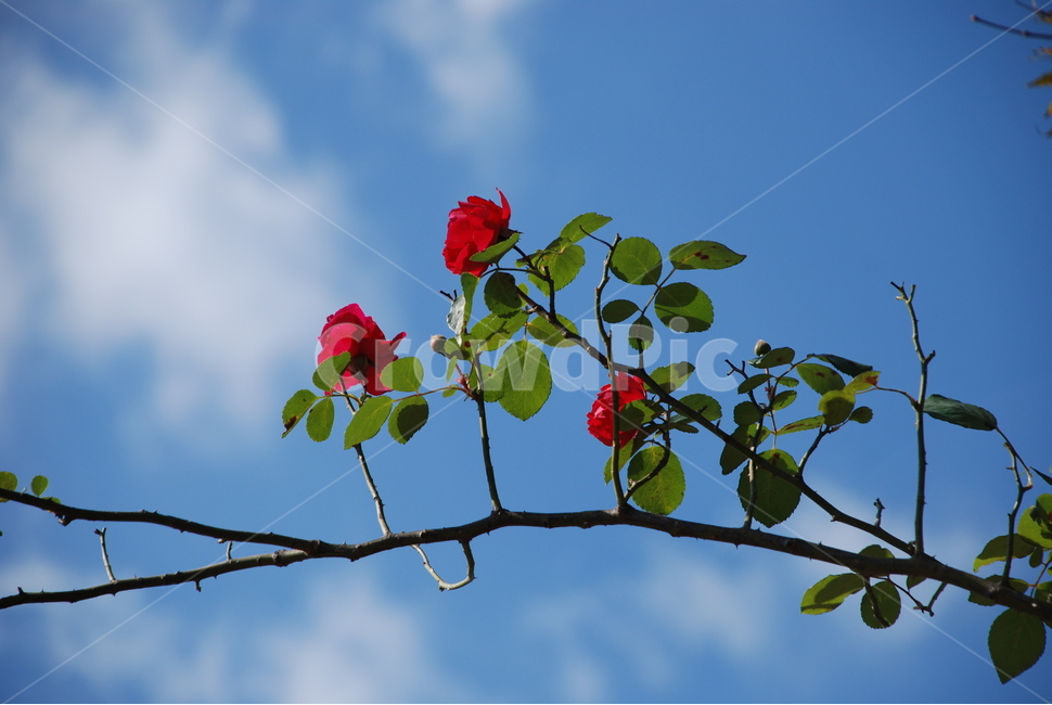 장미,5월,하늘,식물,꽃,식물,자연,plants,nature,꽃,flower