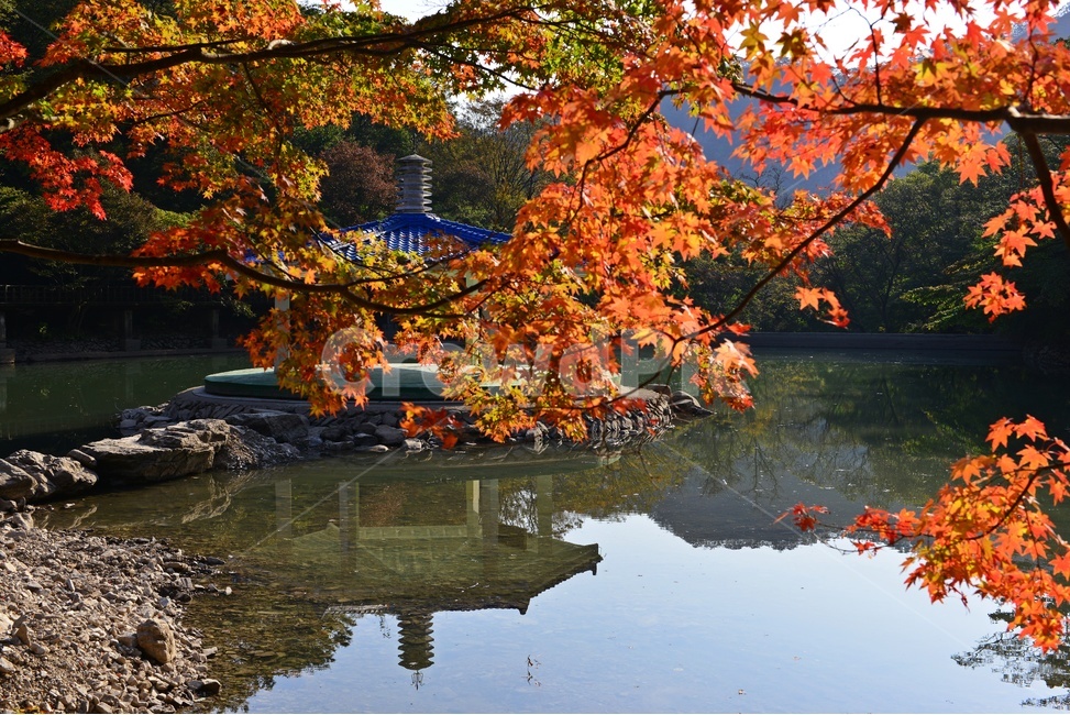 tree,정읍,내장사,우화정,우화정가을,가을,계절,추색,추경,경,경관,풍경,자연,plant,식물,leaf,잎,maple,단풍,나무,gazebo,전망대,가을,계절,fall,autumn,season,자연,풍경,nature,landscape,한국자연풍경,한국자연경관,korea nature landscape