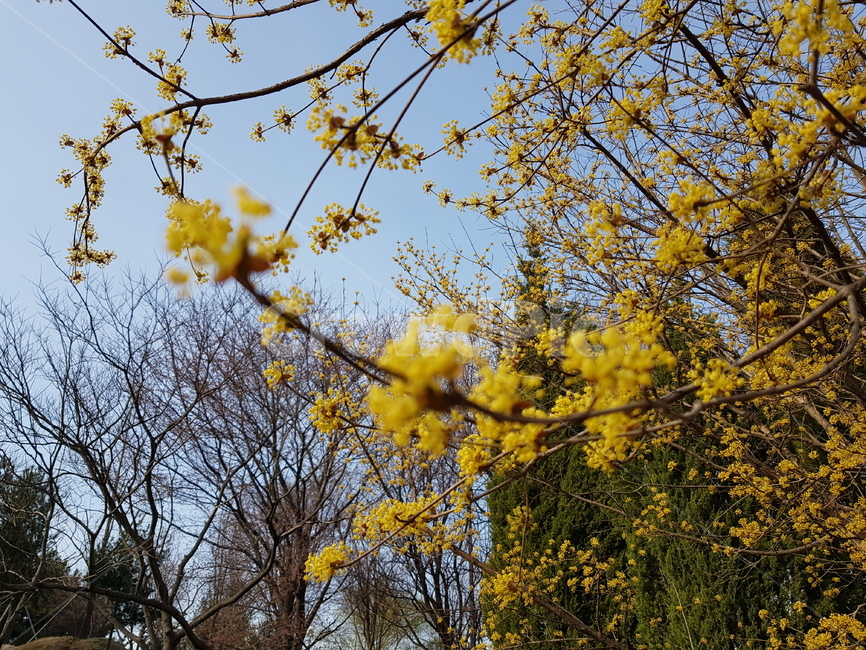 tree,꽃,봄,기분좋은,노랑,공원