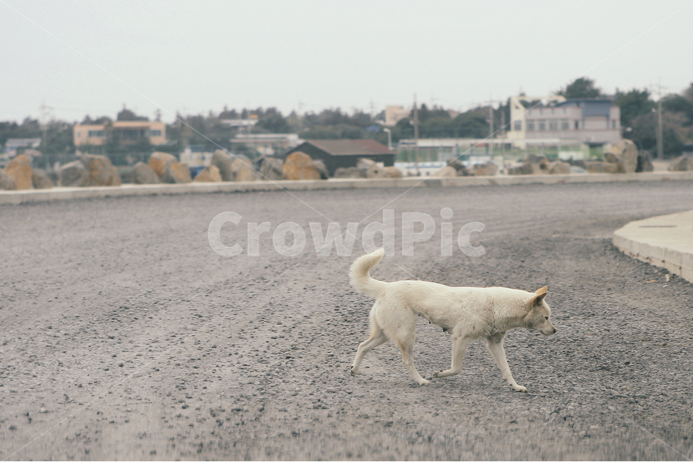 개,길거리,강아지,진돗개,dog,산책,시골,마을,풍경,landscape,country,rural,town,동물,animal,포유류,mammal,개,강아지,dog,doggy