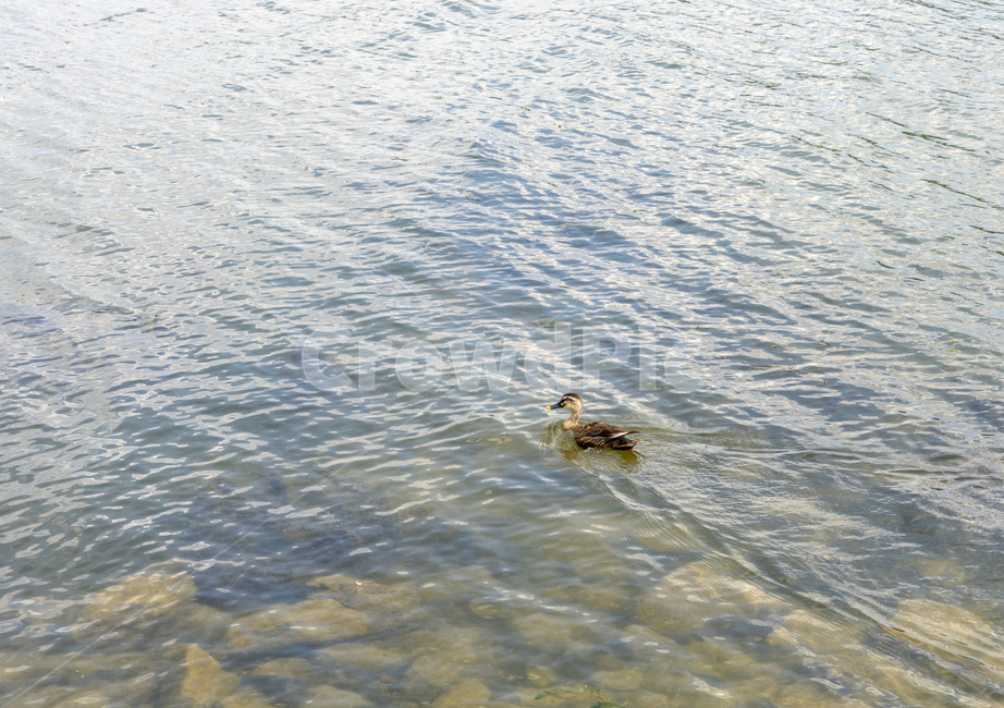 새,오리,두물머리,양평,자연,bird,waterfowl,동물,animal,조류,새,birds